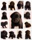 Double Doodle Puppies for sale in Johnstown, OH 43031, USA. price: $1,200