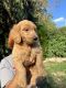 Double Doodle Puppies for sale in Chambersburg, PA, USA. price: NA