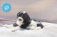 Double Doodle Puppies for sale in Chase, MI 49623, USA. price: NA