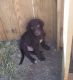 Double Doodle Puppies for sale in Caldwell, ID, USA. price: $500