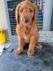 Double Doodle Puppies for sale in Cathedral City, CA, USA. price: NA