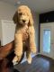 Double Doodle Puppies for sale in Princeton, TX, USA. price: $1,000