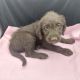 Double Doodle Puppies for sale in Caldwell, ID, USA. price: NA