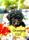Double Doodle Puppies for sale in El Cajon, CA 92020, USA. price: NA