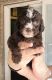 Double Doodle Puppies for sale in Morgan City, LA 70380, USA. price: NA