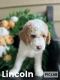 Double Doodle Puppies for sale in Lake Oconee Pkwy, Greensboro, GA, USA. price: $1,000