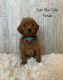 Double Doodle Puppies for sale in Fulton, KY 42041, USA. price: $2,200