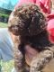 Double Doodle Puppies for sale in Tifton, GA, USA. price: $1,000