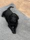 Double Doodle Puppies for sale in Clovis, CA 93619, USA. price: NA