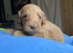 Double Doodle Puppies for sale in Deer Park, WA 99006, USA. price: $360,000