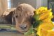 Double Doodle Puppies for sale in Deer Park, WA 99006, USA. price: $3,600