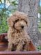 Double Doodle Puppies for sale in Lake City, FL, USA. price: $1,800