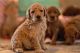 Double Doodle Puppies for sale in St Cloud, FL, USA. price: $1,800