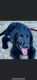 Double Doodle Puppies for sale in Miami, FL, USA. price: NA
