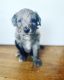 Double Doodle Puppies for sale in Marshall, MI 49068, USA. price: NA