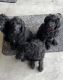 Double Doodle Puppies for sale in Las Vegas, NV, USA. price: $850