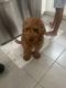 Double Doodle Puppies for sale in Aubrey, TX, USA. price: $800