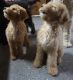 Double Doodle Puppies for sale in 239 Sunset Dr, Johnstown, OH 43031, USA. price: $400