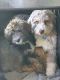 Double Doodle Puppies for sale in Appleton, WI, USA. price: $600