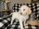 Double Doodle Puppies for sale in Marshfield, MO 65706, USA. price: NA