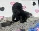 Double Doodle Puppies for sale in Kansas City, MO, USA. price: $2,500
