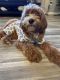Double Doodle Puppies for sale in Charlotte, NC, USA. price: $1,000