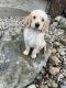 Double Doodle Puppies for sale in Plainwell, MI 49080, USA. price: NA