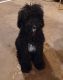 Double Doodle Puppies for sale in Grand Rapids, MI, USA. price: NA