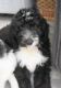 Double Doodle Puppies for sale in St Paul, MN 55111, USA. price: $100,000