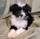 Double Doodle Puppies for sale in Baldwin City, KS 66006, USA. price: NA