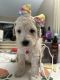 Double Doodle Puppies for sale in Salida, CA, USA. price: NA