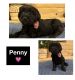 Double Doodle Puppies for sale in Amarillo, TX, USA. price: NA