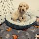 Double Doodle Puppies for sale in Berlin, PA 15530, USA. price: NA