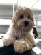 Double Doodle Puppies for sale in Clayton, NC, USA. price: $2,500