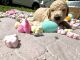 Double Doodle Puppies for sale in Charlotte, NC, USA. price: NA