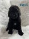 Double Doodle Puppies for sale in Dallas-Fort Worth Metropolitan Area, TX, USA. price: $1,800