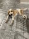 Double Doodle Puppies for sale in St Cloud, FL, USA. price: $4,000