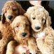Double Doodle Puppies for sale in Corona, CA, USA. price: NA