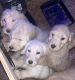 Double Doodle Puppies for sale in Cherokee Village, AR, USA. price: NA