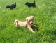 Double Doodle Puppies for sale in Columbia City, IN 46725, USA. price: $800