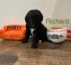Double Doodle Puppies for sale in Sherwood, AR, USA. price: NA