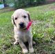 Double Doodle Puppies for sale in Raleigh, NC, USA. price: NA