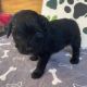 Double Doodle Puppies for sale in NEW CUMBERLND, PA 17070, USA. price: $1,800