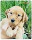 Double Doodle Puppies for sale in Bakersfield, CA, USA. price: NA