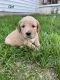 Double Doodle Puppies for sale in Barbourville, KY, USA. price: NA