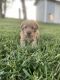 Double Doodle Puppies for sale in Yakima, WA, USA. price: $2,000