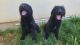 Double Doodle Puppies for sale in North Highlands, CA, USA. price: NA
