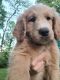 Double Doodle Puppies for sale in Logan, OH 43138, USA. price: NA