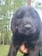 Double Doodle Puppies for sale in Logan, OH 43138, USA. price: $45,000