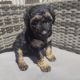 Double Doodle Puppies for sale in Modesto, CA 95354, USA. price: $80,000